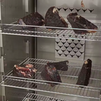 PrimeMaster Elite Dry Aging Refrigerator